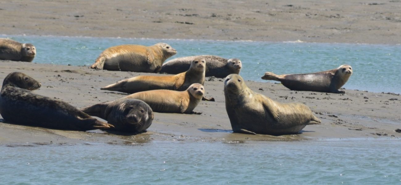Harbour Tours and Seal trips