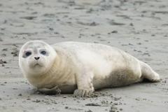 1535455632-seals-2