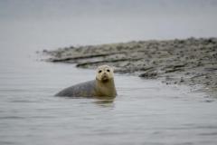 1535455633-seals-3