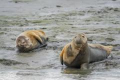 1535455632-seals-1